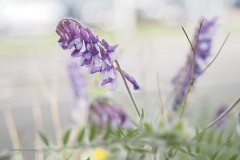 wikke#(20200525) flora