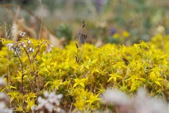 sedum#(20200525) flora