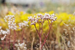sedum#(20200525) flora