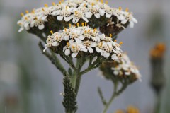 duizendblad#(20200525)aa flora