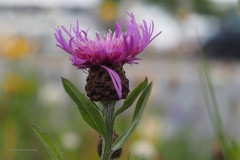 knoopkruid#(20200525) flora