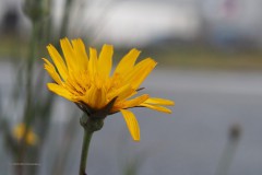 kleine leeuwentand#(20200525) flora