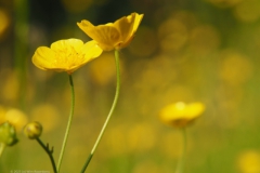 boterbloem#(20230526)c flora