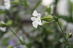 avondkoekoeksbloem#(20240526) flora