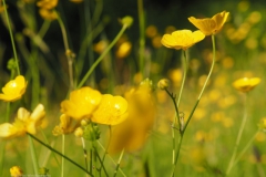 boterbloem#(20230526)b flora