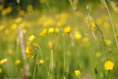 boterbloem#(20230526)a flora