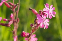 dagkoekoeksbloem#(20230526) flora