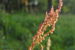 veldzuring#(20230526) flora