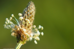 weegbree#(20230526) flora
