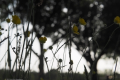 boterbloem#(20230526)d flora