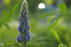 lupine#(20230526)a flora