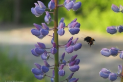lupine#(20230526)b flora