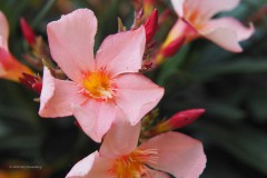 oleander#(20200526)c flora