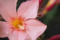 oleander#(20200526)d flora