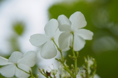 gelderse roos#(20230526)c flora