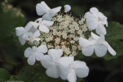 gelderse roos#(20230526)b flora