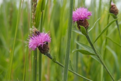 knoopkruid#(20240527) flora