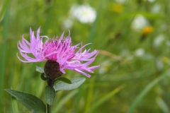 knoopkruid#(20240527) flora