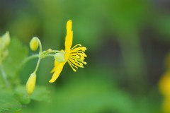 stinkende gouwe#(20200527) flora