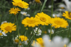 kamille#(20240527)a flora