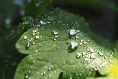 vrouwenmantel#(20200527) flora