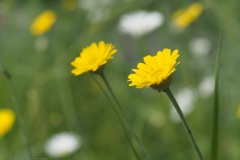 kamille#(20240527)re flora