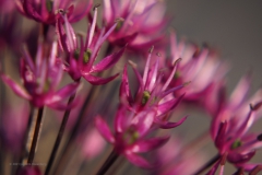 sierui#(20210528) flora