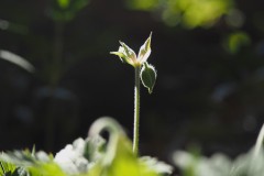 geranium#(20200528)a flora