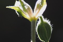 geranium#(20200528)aa flora