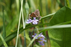 hondsdraf#(20230528) flora