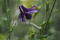 akelei#(20220529) flora