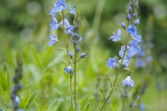 ereprijs#(20220529) flora