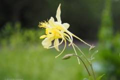 akelei#(20220529)b flora