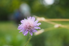 knautia#(20220529) flora