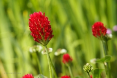 klaver#(20210529)a flora