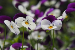 viooltje#(20210529)a flora