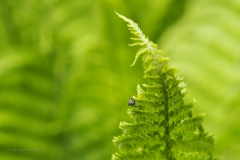 varen#(20210529) flora