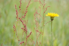 zuring#(20220529) flora
