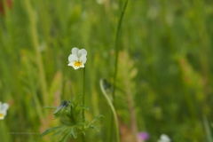 viooltje#(20210529) flora