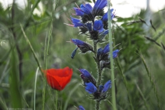 slangenkruid#(20240529) flora