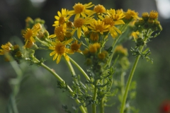 jacobskruiskruid#(20240529) flora