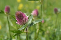 klaver#(20210529)b flora