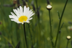margriet#(20210529) flora