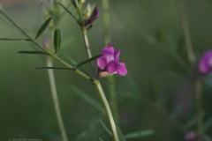 wikke#(20240529)a flora