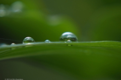 hosta#(20220529)d flora