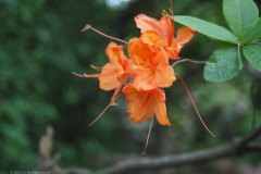 rododendron#(20220529)b flora