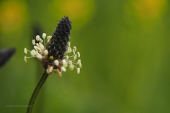 weegbree#(20210529) flora