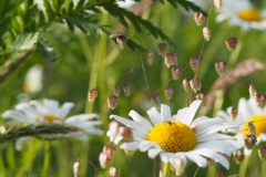 bevertjes#(20240529) flora