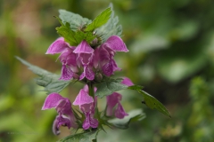 dovenetel#(20210529) flora