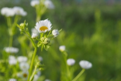 zomerfijnstraal#(20240529) flora